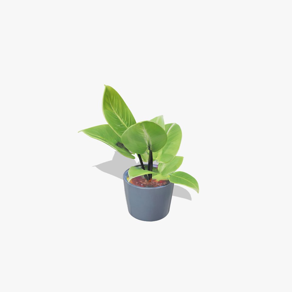 Potted Plant D Model Pack with Realistic Textures
